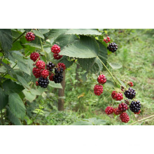 IQF Einfrieren Organic Blackberry Zl-031